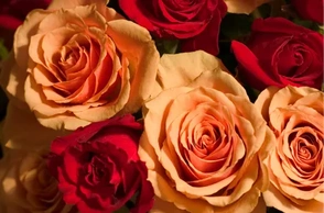 К чему снится много роз