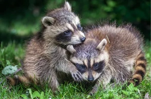 К чему снятся еноты