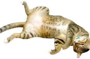 К чему снится спящий кот
