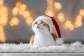 К чему снится покупка кота