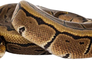 К чему снится питон