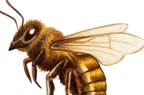 К чему снятся пчелы