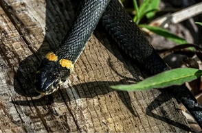 К чему снится уж