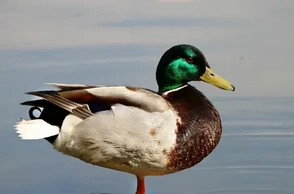 К чему снится утка