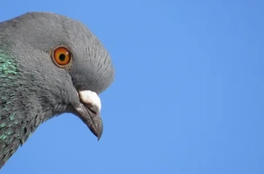 К чему снится голубь