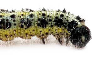 К чему снится гусеница