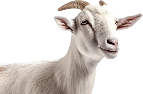 К чему снится коза