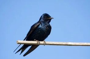 К чему снится ласточка