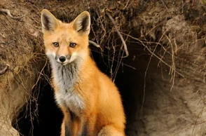 К чему снится лиса