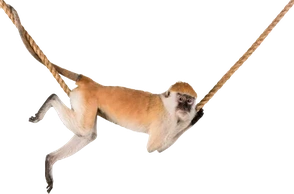 К чему снится обезьяна