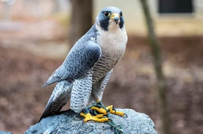 К чему снится сокол